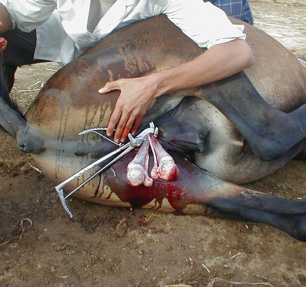 mule castration emasculator during haemostasis