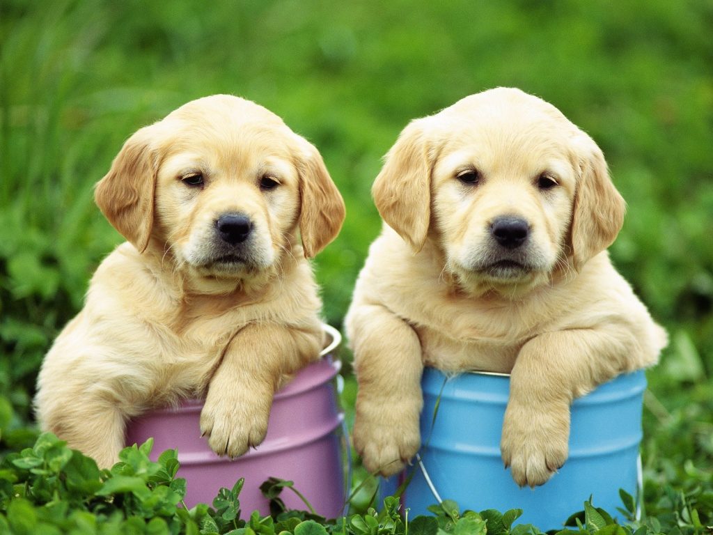 labrador retriever cute puppies