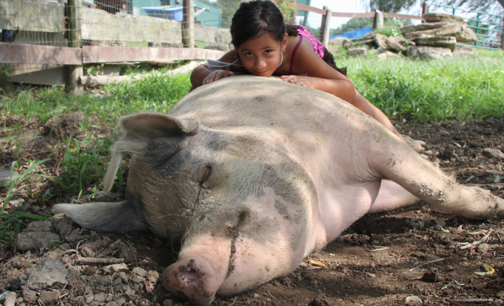 cum sa masezi porcul