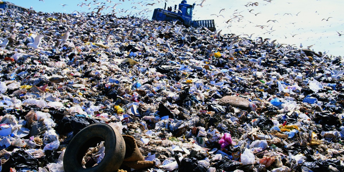 Gulls (Laridae) and earthmover on landfill