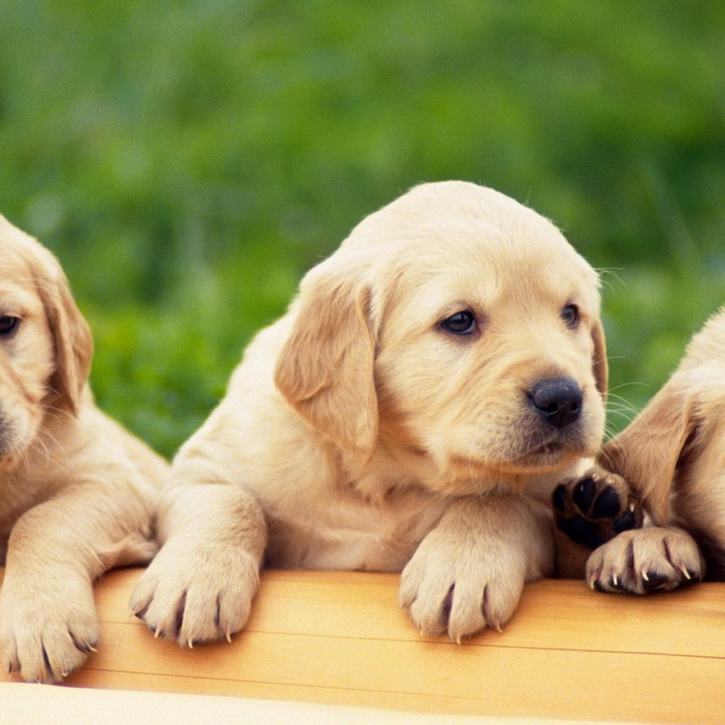 921990 yellow labrador puppies
