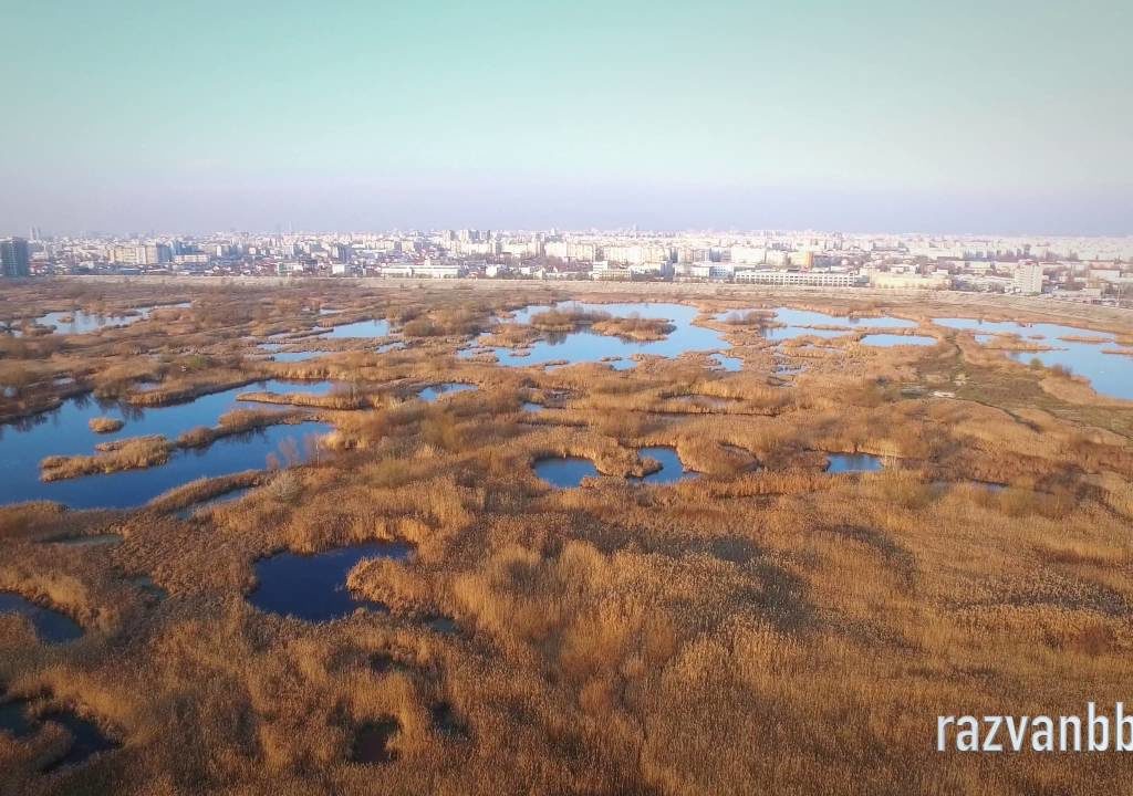 ati auzit urletul de durere de a