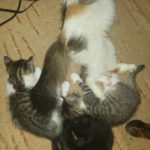 adoptie pui pisica 5