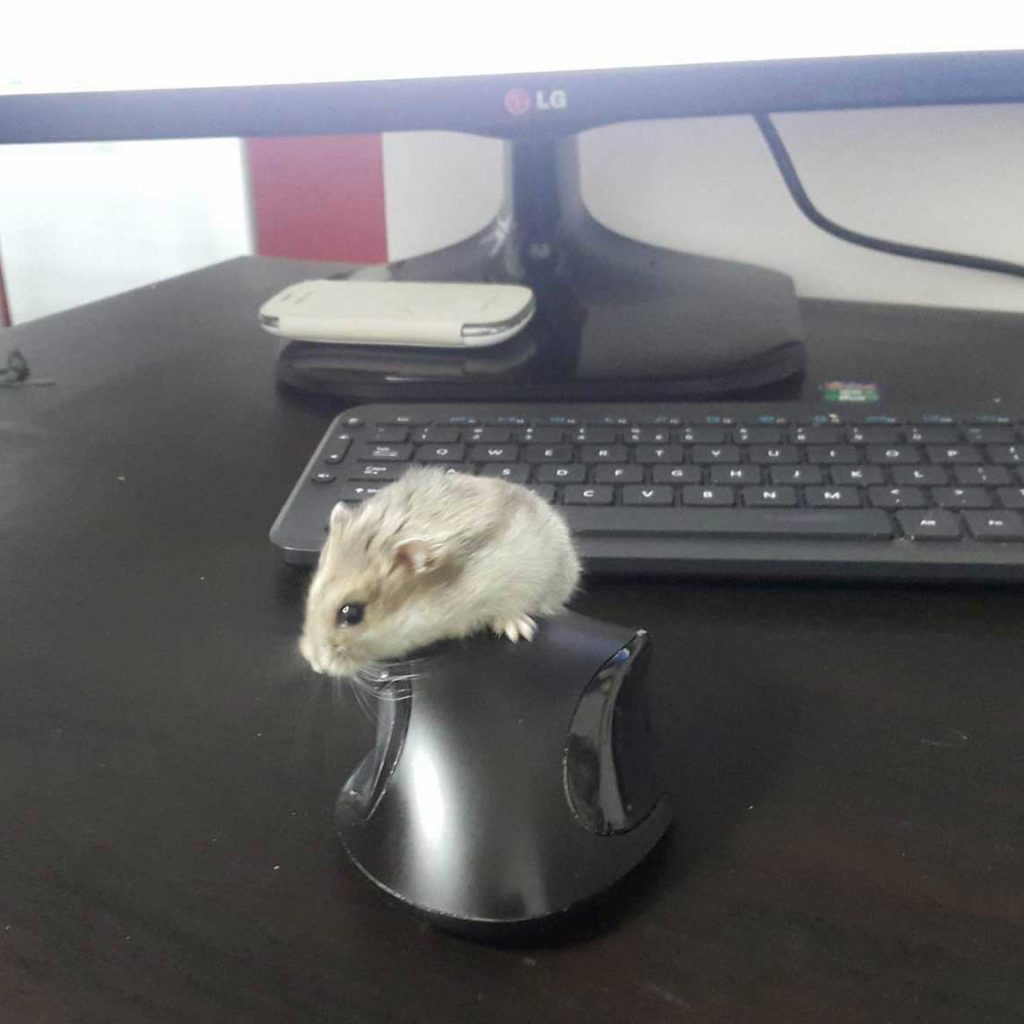 hamster