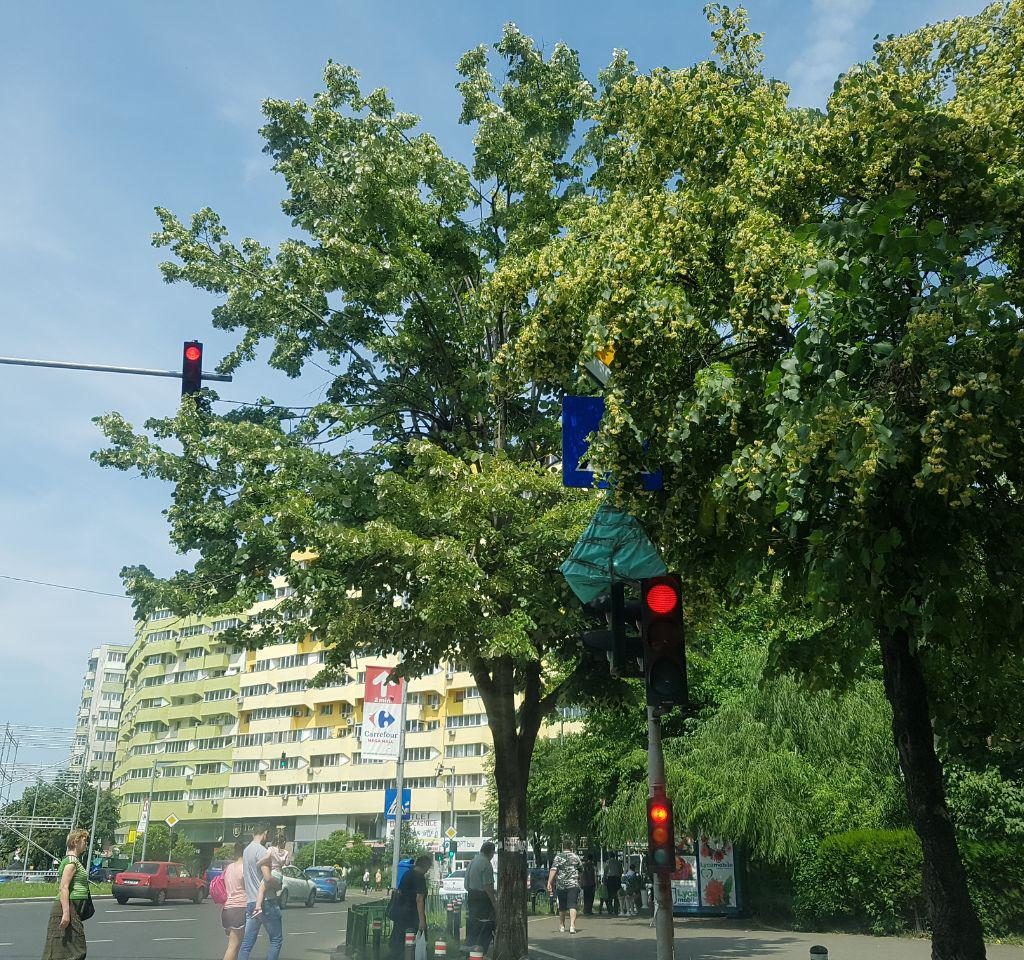 photo 2017 06 02 11 35 59