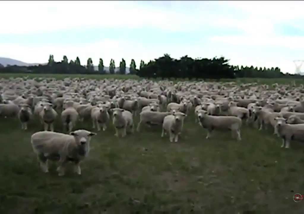 viitorul este campioana