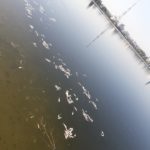 Groapa de gunoi Iridex Chiajna distruge lacul morii 3