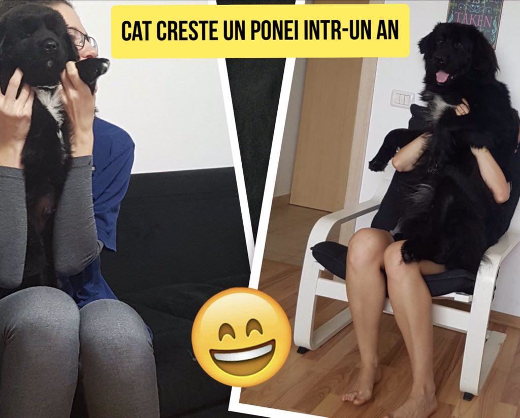 cat creste un ciobanesc