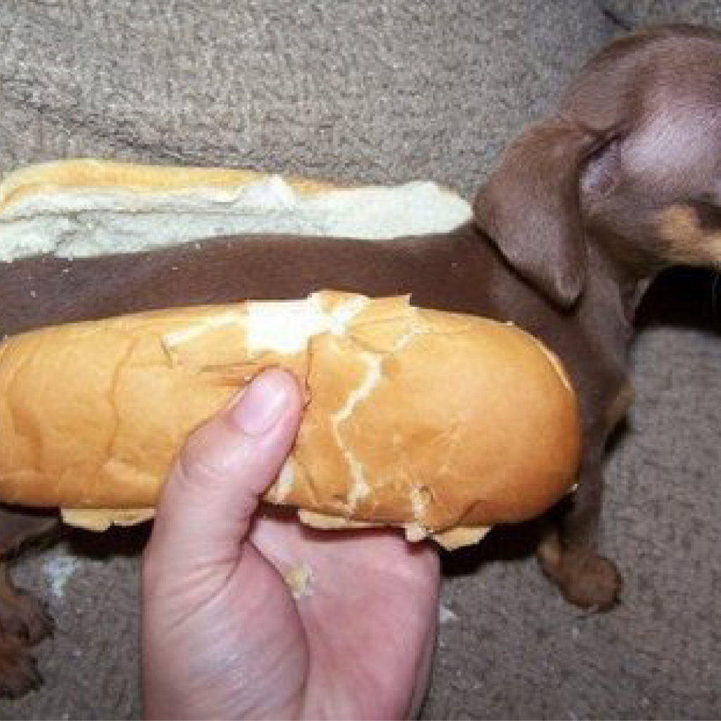 hot dog