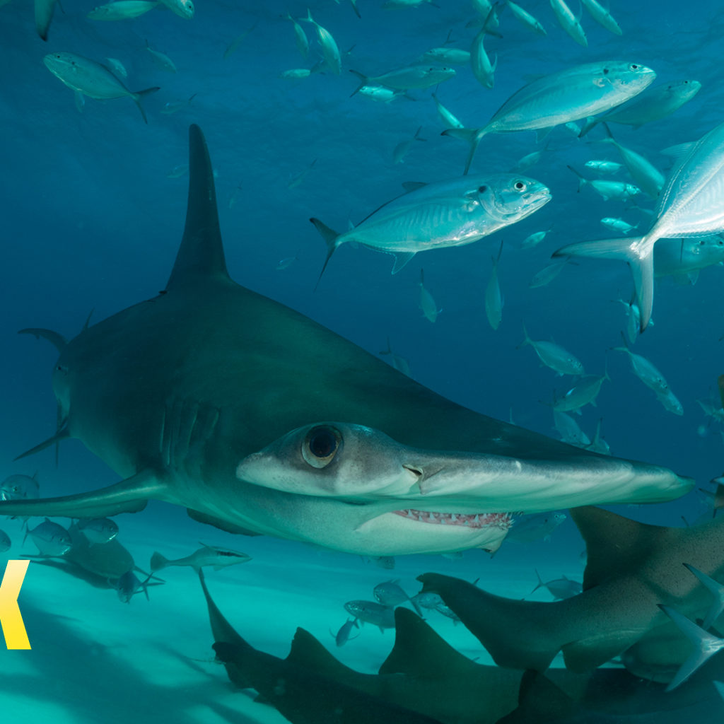 Shark Week 2018 23 29iulie 3