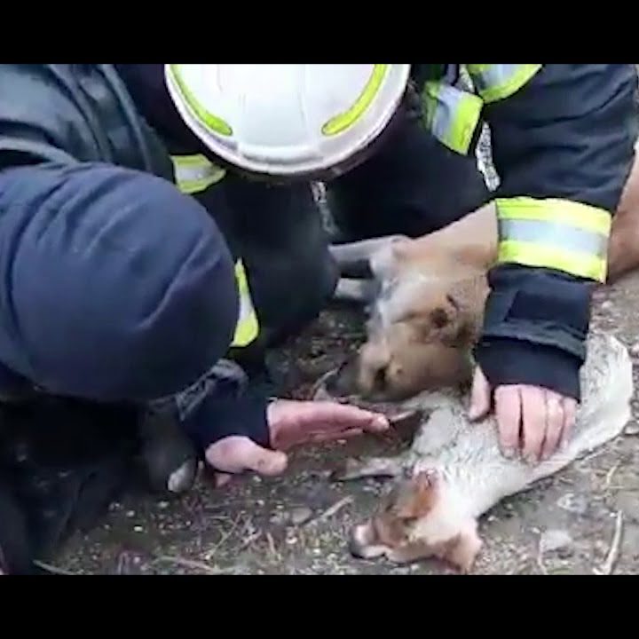 doar niste pompieri salvand viet