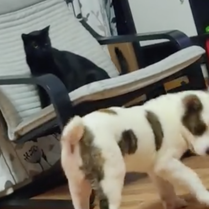 Screenshot 2020 04 29 at 12.45.16