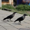 Grindeanu și Manta, mărcile înregistrate ale româniei