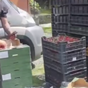 Eu cumpăr brânză doar de la țărani